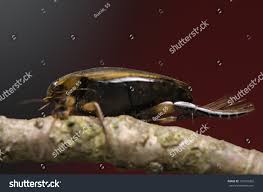 Attēlu rezultāti vaicājumam “Acilius sulcatus”