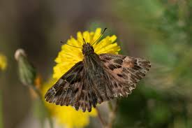 Attēlu rezultāti vaicājumam “Carcharodus floccifera upperside”