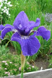 Attēlu rezultāti vaicājumam “Iris sibirica leaf”
