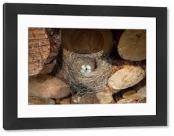 Attēlu rezultāti vaicājumam “Turdus merula nest”