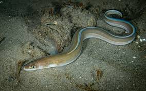 Image result for Conger conger