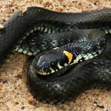 Attēlu rezultāti vaicājumam “Natrix natrix adult”