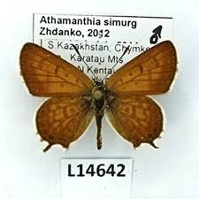 Attēlu rezultāti vaicājumam “Agrodiaetus amandus male”