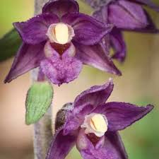 Attēlu rezultāti vaicājumam “Epipactis atrorubens flower”