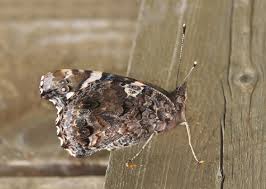 Attēlu rezultāti vaicājumam “Vanessa atalanta underside”