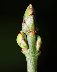 Attēlu rezultāti vaicājumam “Euonymus europaeus bud”
