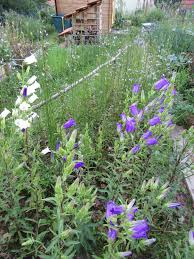 Image result for Marienglockenblumen