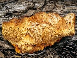 Attēlu rezultāti vaicājumam “Pycnoporellus fulgens”