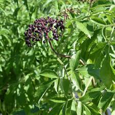 Attēlu rezultāti vaicājumam “Sambucus”