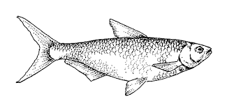 Image result for Chelon tricuspidens