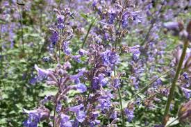 Image result for Salvia pratensis