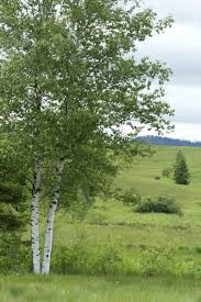 Attēlu rezultāti vaicājumam “Betula pubescens”