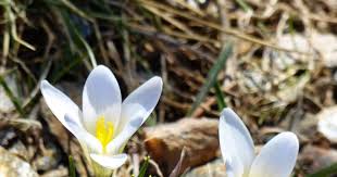 Attēlu rezultāti vaicājumam “Crocus vernus subsp. vernus”