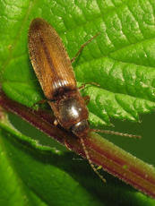 Attēlu rezultāti vaicājumam “Dalopius marginatus”