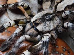 Attēlu rezultāti vaicājumam “Pyralis regalis”