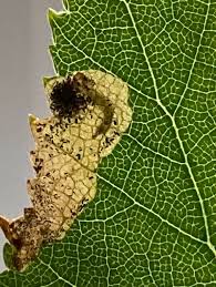 Attēlu rezultāti vaicājumam “Cribraria argillacea young”