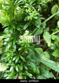 Attēlu rezultāti vaicājumam “Galium rivale leaf”