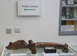 Attēlu rezultāti vaicājumam “Nyctegretis lineana”