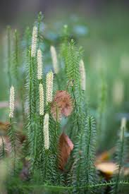 Attēlu rezultāti vaicājumam “Lycopodium annotinum”