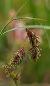 Attēlu rezultāti vaicājumam “Carex paupercula”