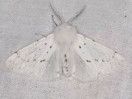 Attēlu rezultāti vaicājumam “Spilosoma sp.”