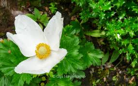 Attēlu rezultāti vaicājumam “Anemone sylvestris leaf”