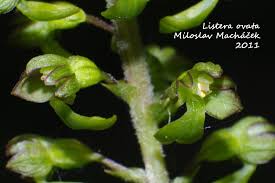 Attēlu rezultāti vaicājumam “Listera ovata bud”