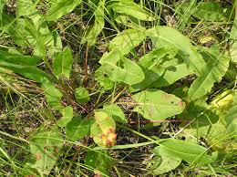 Attēlu rezultāti vaicājumam “Rumex acetosa leaf”