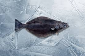 Image result for Reinhardtius hippoglossoides