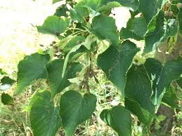 Attēlu rezultāti vaicājumam “Tilia amurensis”