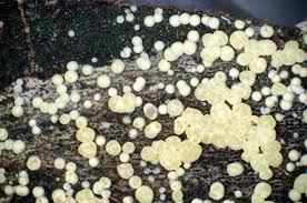 Attēlu rezultāti vaicājumam “Hypocrea gelatinosa”