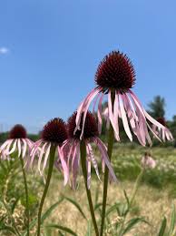 Image result for Echinacea pallida