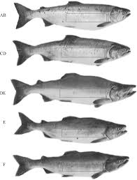 Image result for Oncorhynchus