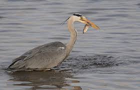 Attēlu rezultāti vaicājumam “Ardea cinerea”