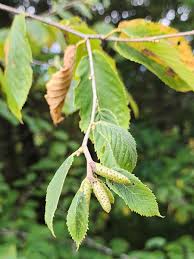 Attēlu rezultāti vaicājumam “Betula alleghaniensis”