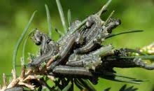 Attēlu rezultāti vaicājumam “Neodiprion sertifer”