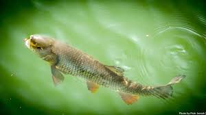 Image result for Squalius cephalus