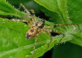 Attēlu rezultāti vaicājumam “Anyphaena accentuata male”