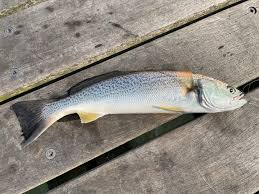 Image result for Cynoscion regalis