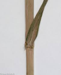 Attēlu rezultāti vaicājumam “Phalaroides arundinacea fruit”