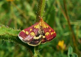Attēlu rezultāti vaicājumam “Pyrausta purpuralis”