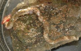 Attēlu rezultāti vaicājumam “Didymium serpula young”