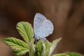 Attēlu rezultāti vaicājumam “Celastrina argiolus underside”