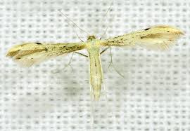 Attēlu rezultāti vaicājumam “Adaina microdactyla”