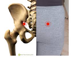 Attēlu rezultāti vaicājumam “Cribraria piriformis”