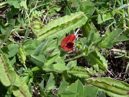 Image result for Lotus tetragonolobus