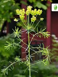 Attēlu rezultāti vaicājumam “Euphorbia cyparissias flower”