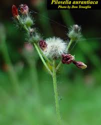 Attēlu rezultāti vaicājumam “Pilosella aurantiaca”