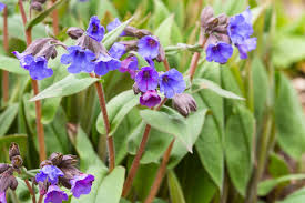 Attēlu rezultāti vaicājumam “Pulmonaria angustifolia leaf”