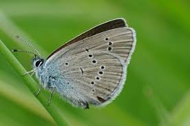 Attēlu rezultāti vaicājumam “Cupido minimus underside”